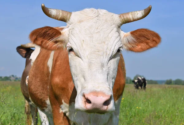 Beautiful Cow Summer Meadow — Fotografia de Stock