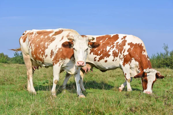 Las Vacas Pasto Verano —  Fotos de Stock