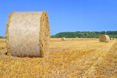 Kırsal alanda saman hasat etmek