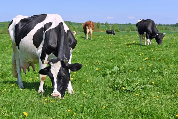 Las Vacas Pasto Verano —  Fotos de Stock