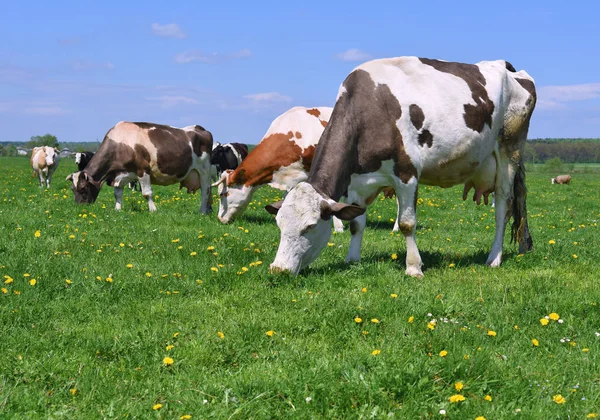 Vacas Pasto Verão — Fotografia de Stock