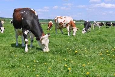 Yaz otlağında inekler.