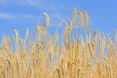 Kırsal manzara alanında tahıl