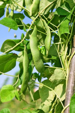 Bir yaz kırsal manzara genç yeşil fasulye.