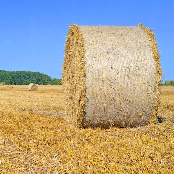 Kırsal alanda saman hasat etmek