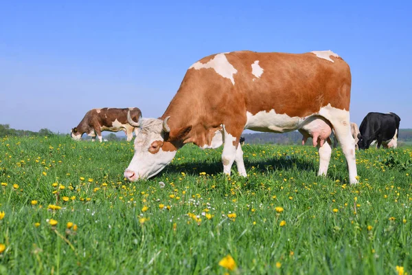 Vacas Pasto Verão — Fotografia de Stock