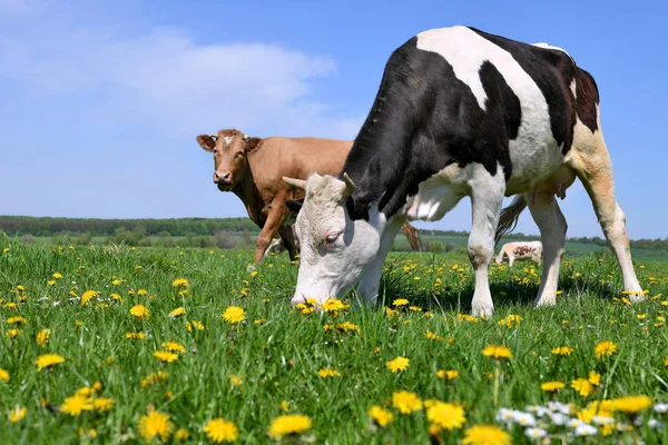 Cows Summer Pasture — Stock Photo, Image