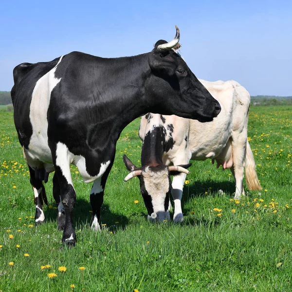 Koeien Een Zomerweide — Stockfoto