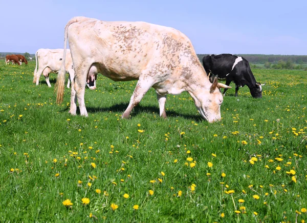 Vaches Sur Pâturage Été — Photo