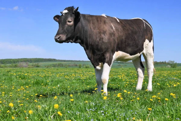 夏季牧场上小牛 — 图库照片
