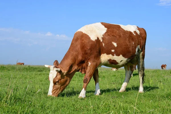 Kuh Auf Einer Sommerweide — Stockfoto