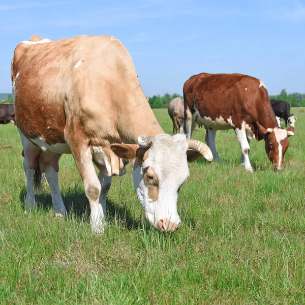 Cows Summer Pasture — Stock Photo, Image