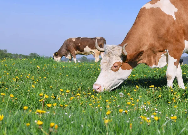 Vaches Sur Pâturage Été — Photo