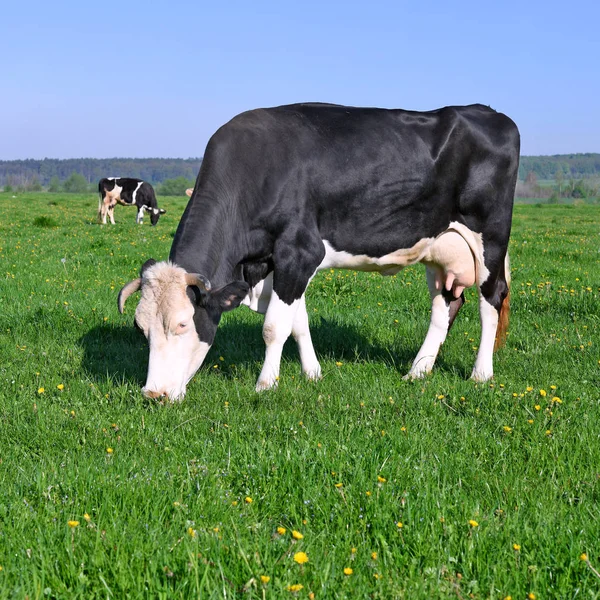 Kühe Auf Einer Sommerweide — Stockfoto