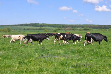 Yaz otlağında inekler.