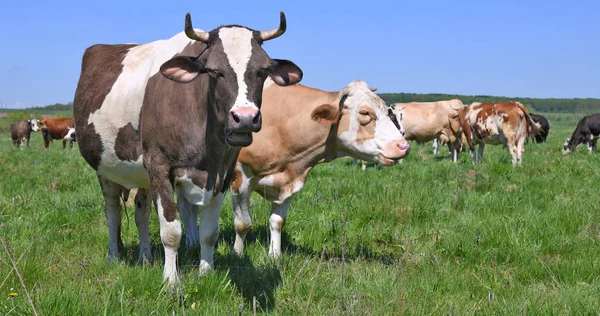 Las Vacas Pasto Verano — Foto de Stock