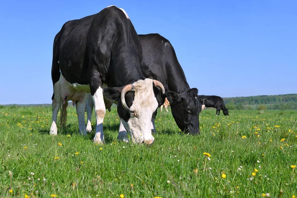 Kühe Auf Einer Sommerweide — Stockfoto