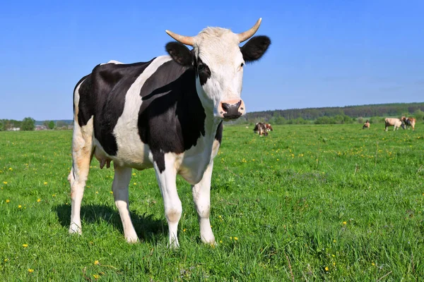 Vaca Pasto Verão — Fotografia de Stock