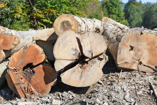 Förberedelse Och Trä Lagring Ett Industriellt Landskap — Stockfoto