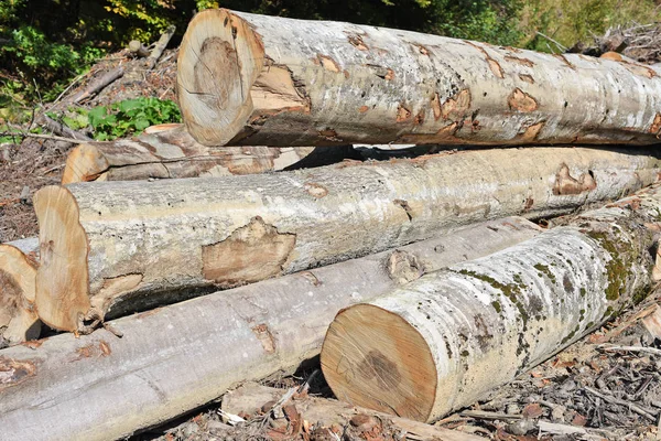 Hazırlık ve ahşap depo endüstriyel bir peyzaj.