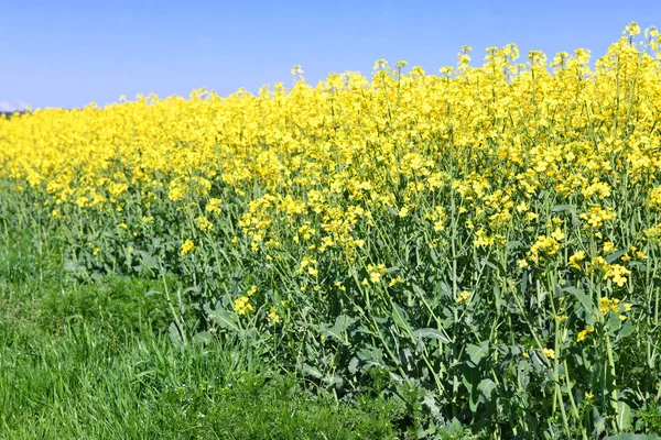 黄色油菜花田在蓝蓝的天空下 — 图库照片