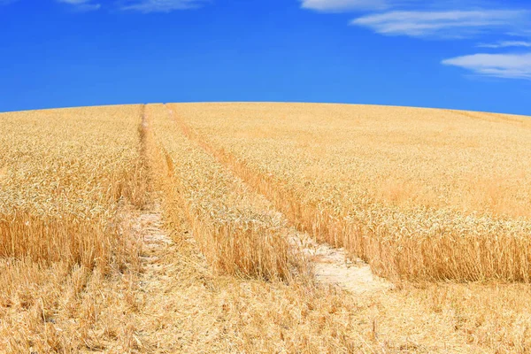 Wheat Field Rural Landscape — Stock fotografie