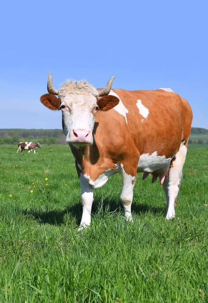 Koe Een Zomerweide — Stockfoto