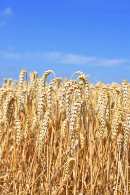 Buğday tarlası, tarım ve doğa geçmişi