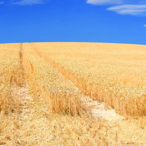 Wheat Field Agriculture Nature Background — Stockfoto