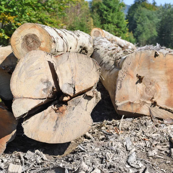 Pile Wood Logs Timber Background — ストック写真