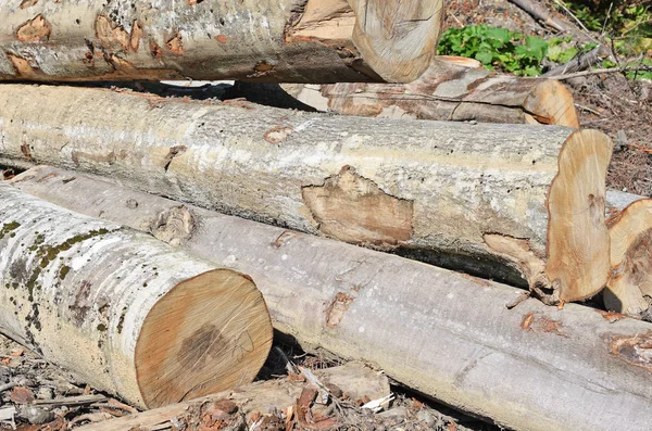 Pile Wood Logs Timber Background — Fotografia de Stock