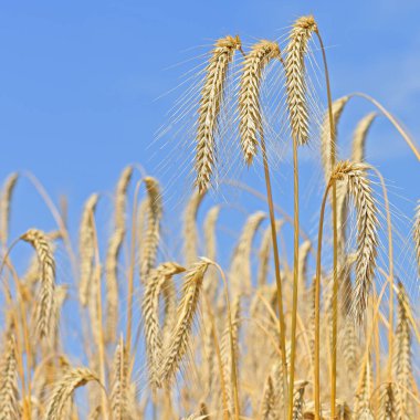 Mavi gökyüzündeki buğday tarlası