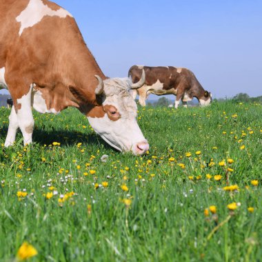 Yaz otlağında inekler.