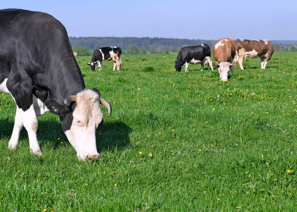 Las Vacas Pasto Verano — Foto de Stock