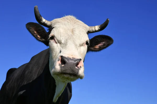 Head Cow Sky — Stock Photo, Image