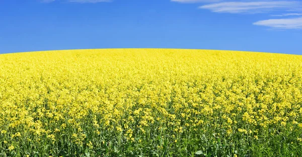 Stupro Nel Paesaggio Rurale — Foto Stock