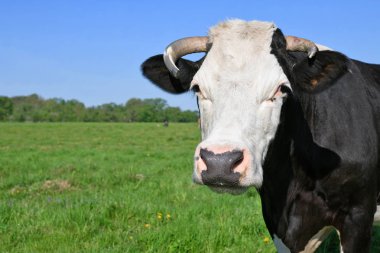 Yaz otlağında inek.     