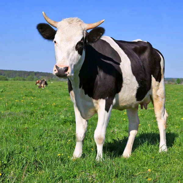 Vache Dans Pâturage Été — Photo