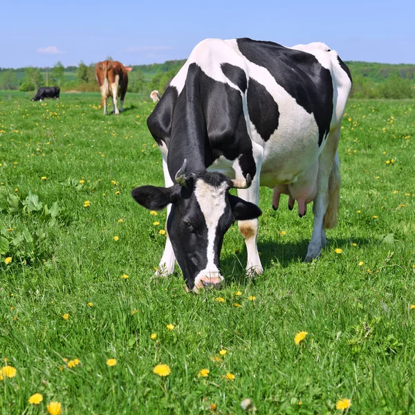 Beautiful Cows Summer Meadow — Φωτογραφία Αρχείου