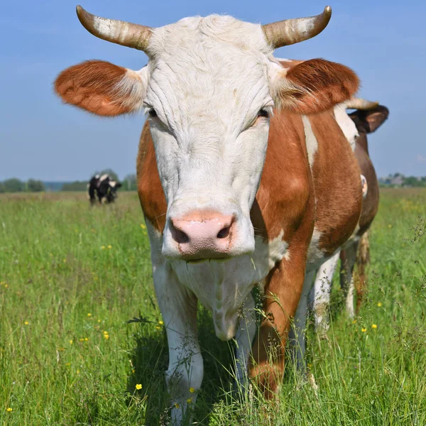 Beautiful Cow Summer Meadow — Stok fotoğraf