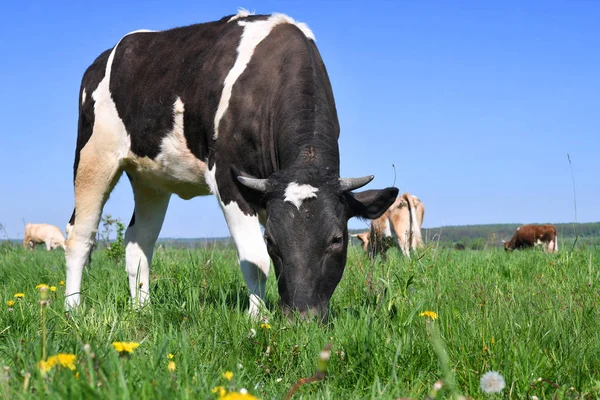 beautiful cow on a summer meadow