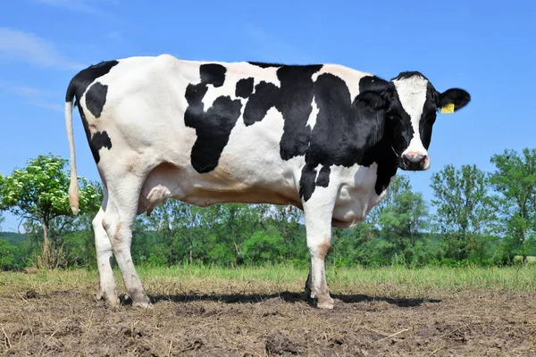 Beautiful Cow Summer Meadow — Stock Photo, Image