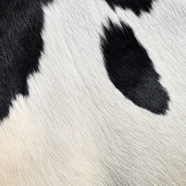 Natural Cow Fur Texture Closeup — 图库照片