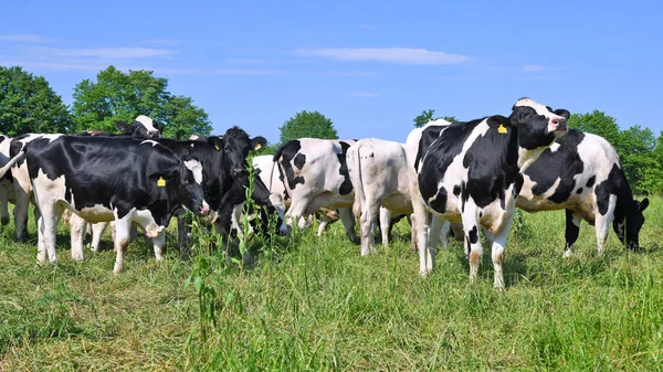 beautiful cows on a summer meadow