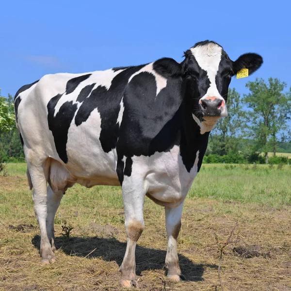 Beautiful Cow Summer Meadow — Foto Stock