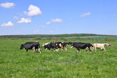 # Güzel inekler yaz otlaklarında #