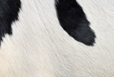 Doğal inek kürkü dokusu.
