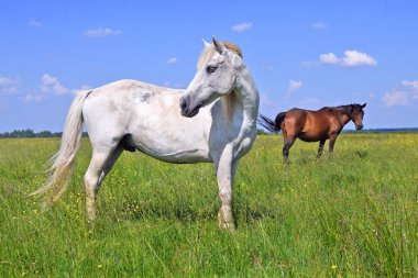 Yaz otlağında atlar
