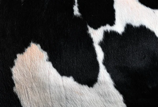 Natural Cow Fur Texture Closeup — 图库照片