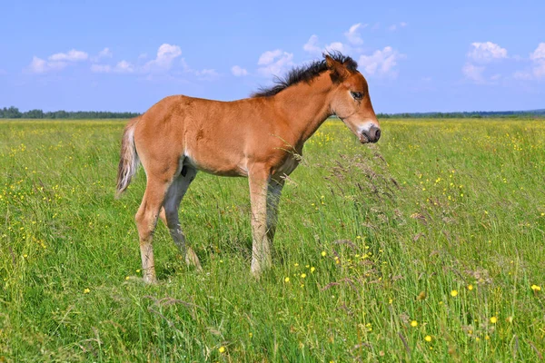 Кінь Літньому Пасовищі — стокове фото